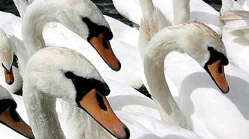 Cisnes