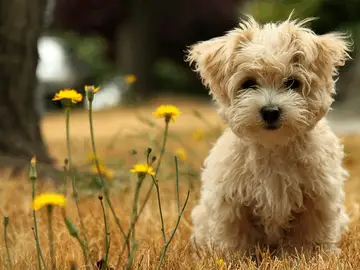 Perro Perro