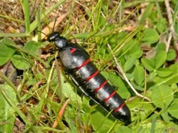 El escarabajo aceitera