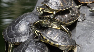 Tortugas del jardín botánico de la estación de trenes de Atocha