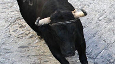 Cinco heridos en el 'Lunes del toro de cuerda', la fiesta taurina más antigua de España