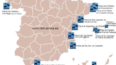 Consulta las playas de España a las que puedes llevar a tu perro en verano