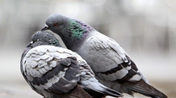 Unas palomas se hacen arrumacos en una calle 