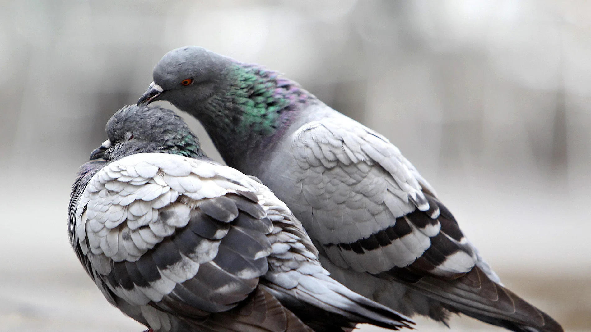 Unas palomas se hacen arrumacos en una calle Unas palomas se hacen arrumacos en una calle