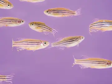 Peces cebra con sus rayas características Peces cebra con sus rayas características