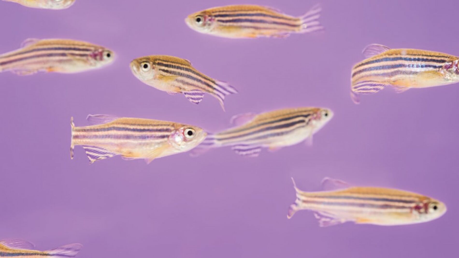 Peces cebra con sus rayas caracter&iacute;sticas