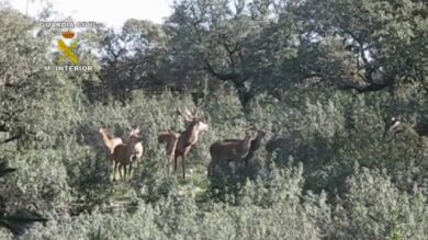 Desarticulan un grupo que soltaba en el bosque especies no autóctonas de caza mayor 