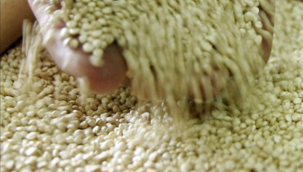 Quinoa