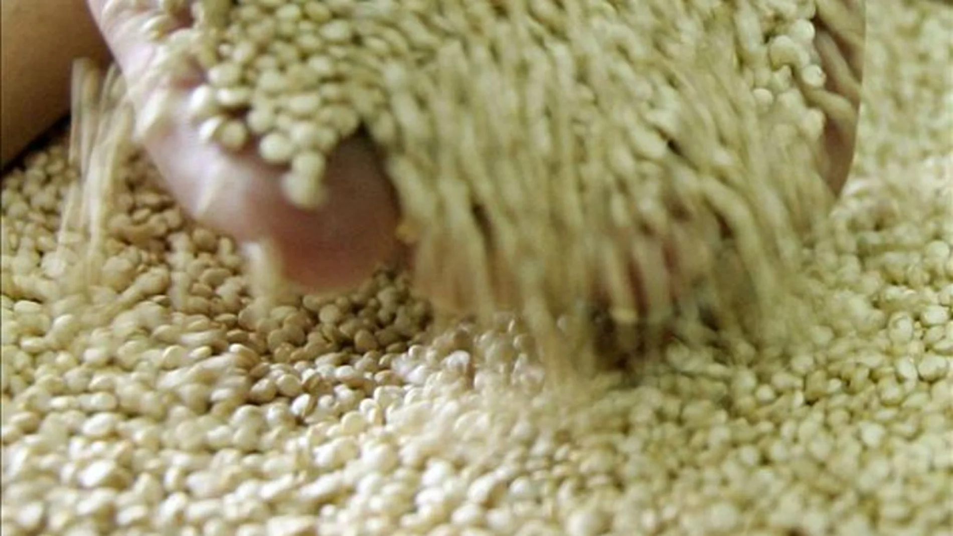 Quinoa Quinoa