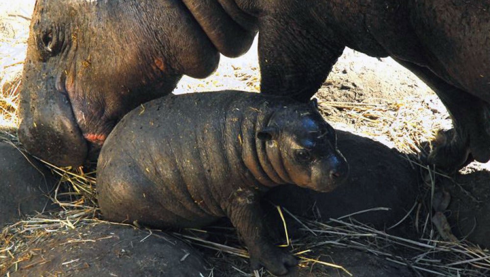 Nace en un zoológico chileno el segundo hipopótamo pigmeo en dos años