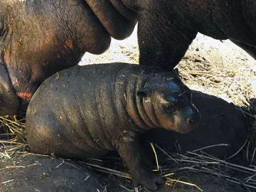 Nace en un zoológico chileno el segundo hipopótamo pigmeo en dos años Nace en un zoológico chileno el segundo hipopótamo pigmeo en dos años