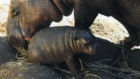 Nace en un zoológico chileno el segundo hipopótamo pigmeo en dos años Nace en un zoológico chileno el segundo hipopótamo pigmeo en dos años