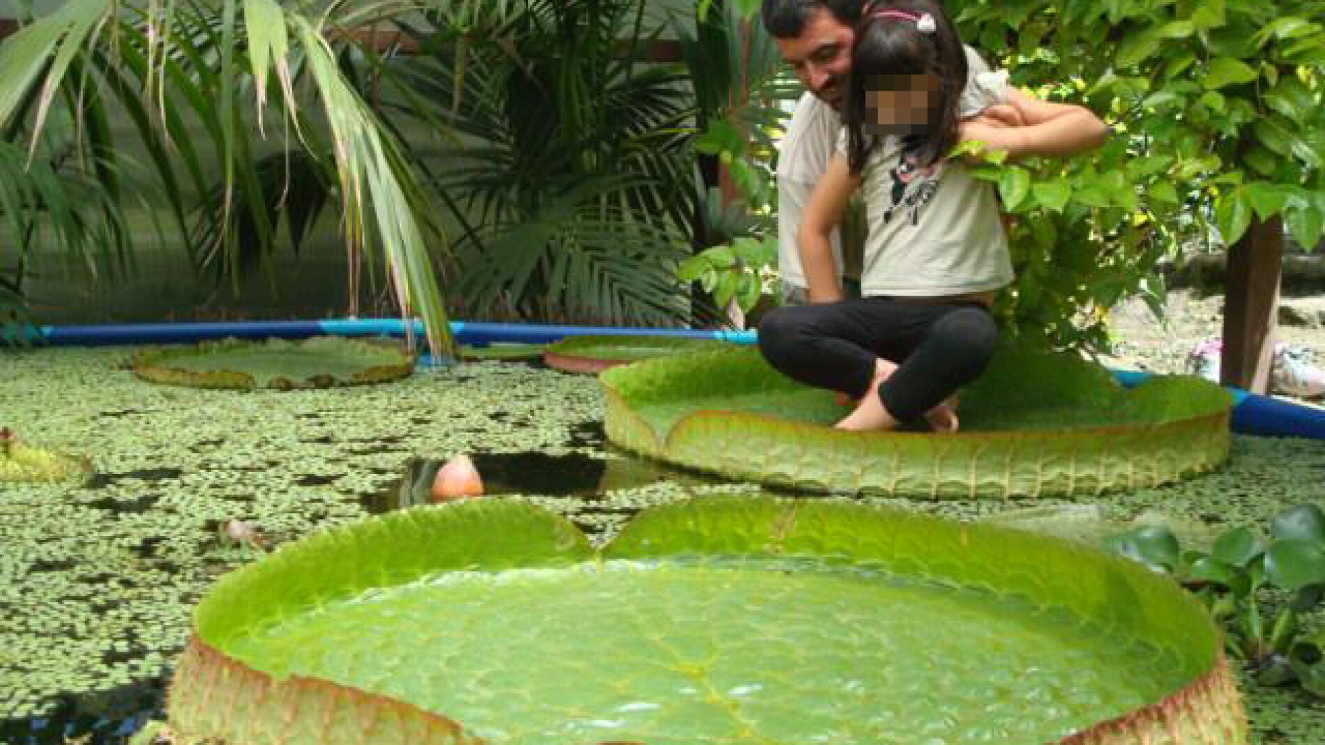 Florece un nen&uacute;far gigante en Vigo