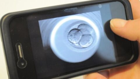 Aplicaci&oacute;n para ver el crecimiento del embri&oacute;n en la reproducci&oacute;n asistida