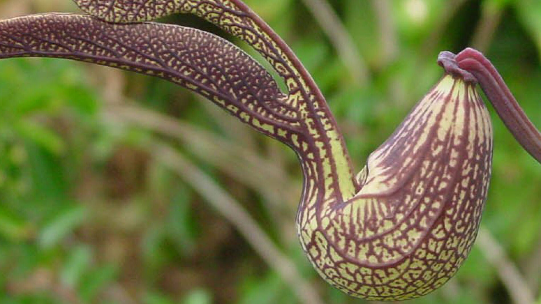 Ejemplar de Aristolochia, un g&eacute;nero de plantas usado en la medicina tradicional china