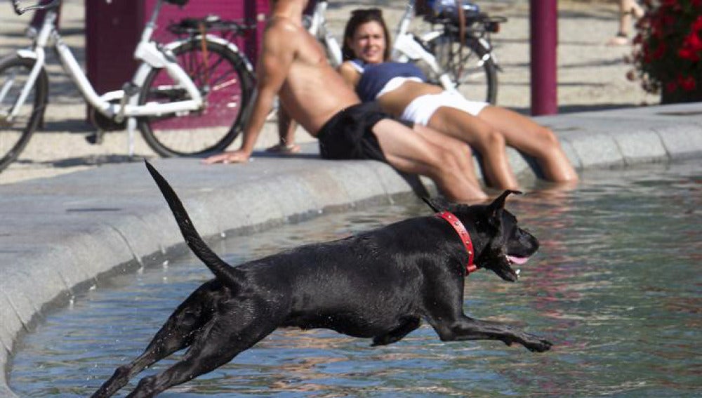 Un perro salta a una fuente debido al calor
