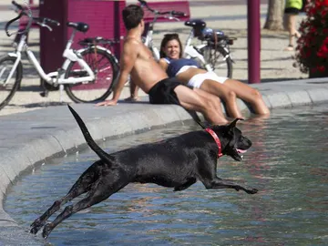 Un perro salta a una fuente debido al calor Un perro salta a una fuente debido al calor