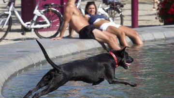 Un perro salta a una fuente debido al calor