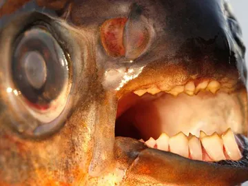 El pacú hallado en Oresund El pacú hallado en Oresund