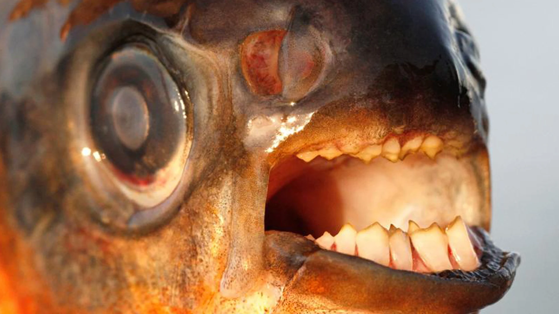 El pacú hallado en Oresund El pacú hallado en Oresund