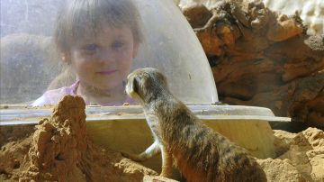 Una niña observa a un roedor del desierto gracias a una bóveda de cristal que respeta el ecosistema del animal