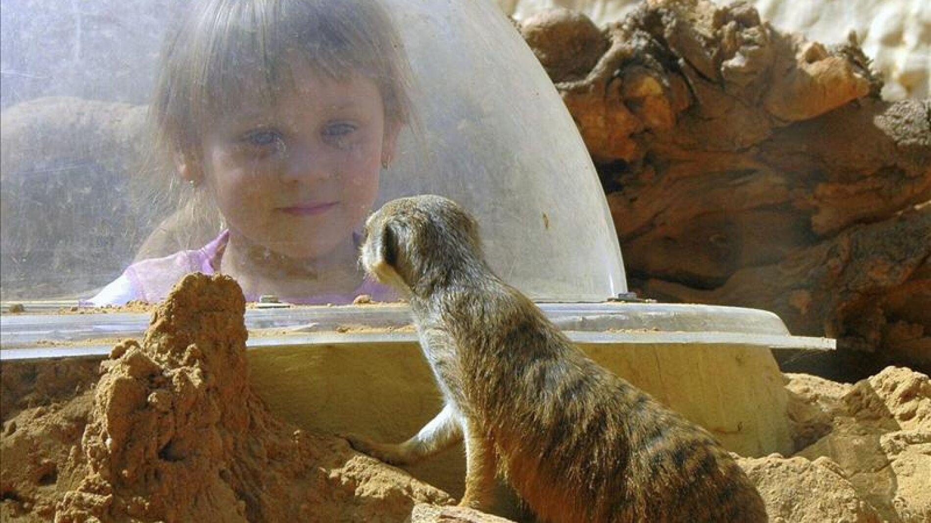 Una ni&ntilde;a observa a un roedor del desierto gracias a una b&oacute;veda de cristal que respeta el ecosistema del animal