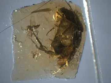 El escarabajo de Peñacerrada, junto a un mosquito chupador de dinosaurios El escarabajo de Peñacerrada, junto a un mosquito chupador de dinosaurios