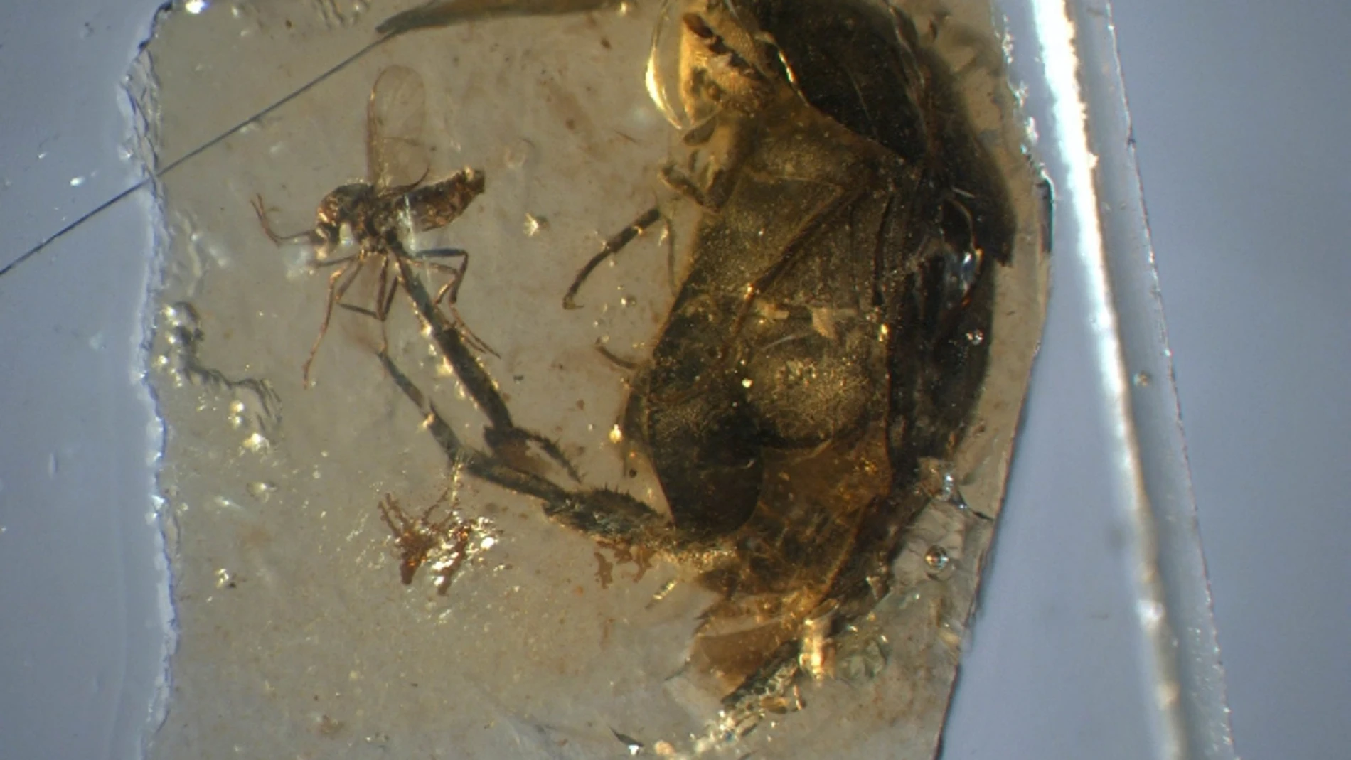 El escarabajo de Peñacerrada, junto a un mosquito chupador de dinosaurios El escarabajo de Peñacerrada, junto a un mosquito chupador de dinosaurios