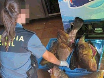 Pescado decomisado Pescado decomisado