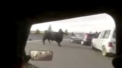 Un toro se escapa de un encierro y embiste a varios vehículos