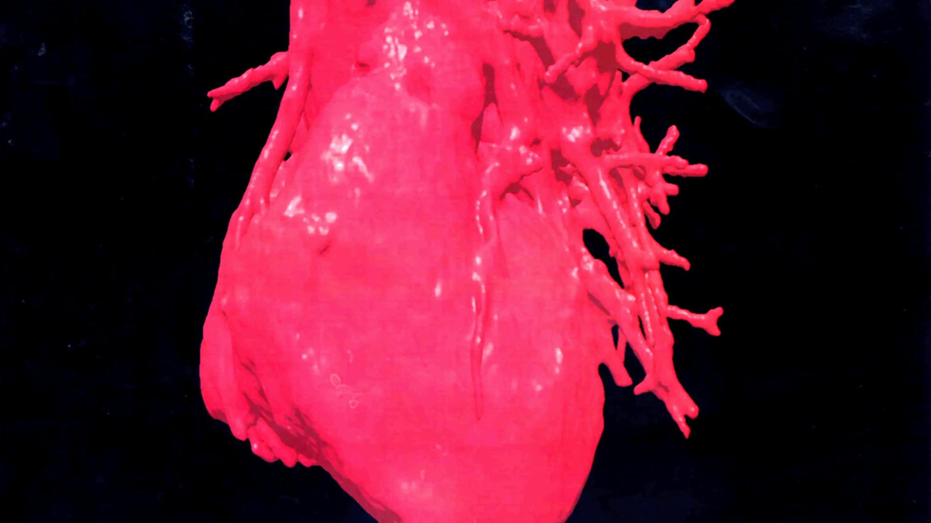 Corazón humano en 3D Corazón humano en 3D