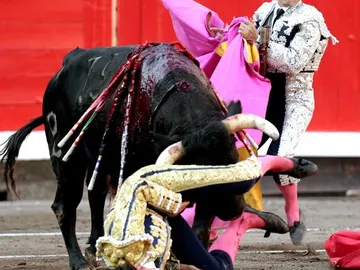 l torero Saúl Jiménez Fortes durante la fuerte cornada en el muslo izquierdo l torero Saúl Jiménez Fortes durante la fuerte cornada en el muslo izquierdo