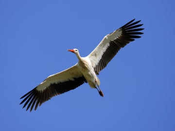 Cigüeña blanca