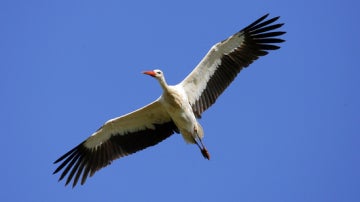 Cigüeña blanca