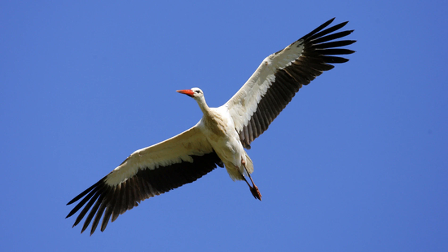 Cigüeña blanca Cigüeña blanca