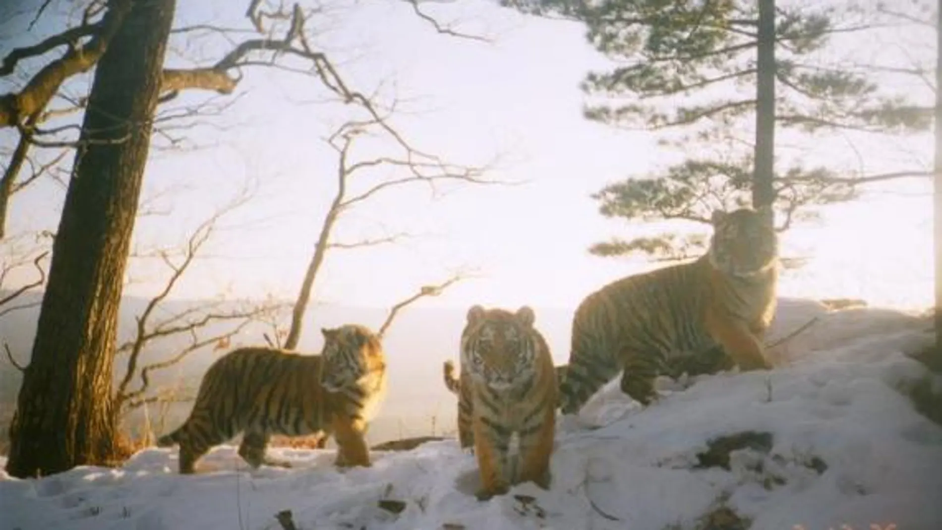 Tigresa siberiana con sus crías (Rusia)