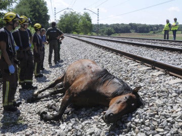 Uno de los caballos muertos en la vía