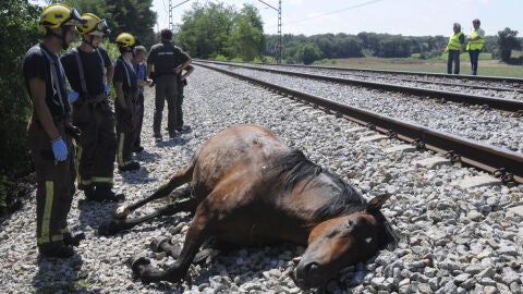 Uno de los caballos muertos en la v&iacute;a