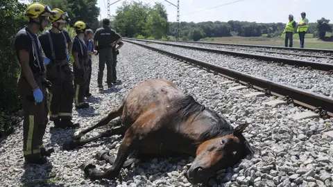 Uno de los caballos muertos en la vía Uno de los caballos muertos en la vía