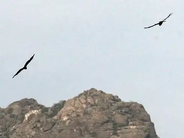 Pájaros volando Pájaros volando