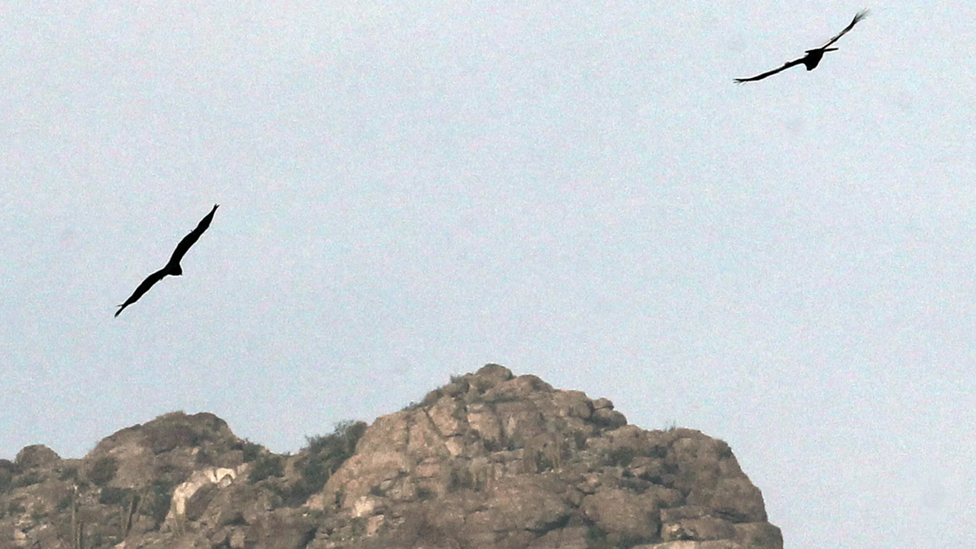 Pájaros volando Pájaros volando