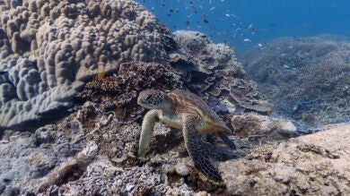 Google Street View se adentra en los océanos para mostrar al detalle sus arrecifes
