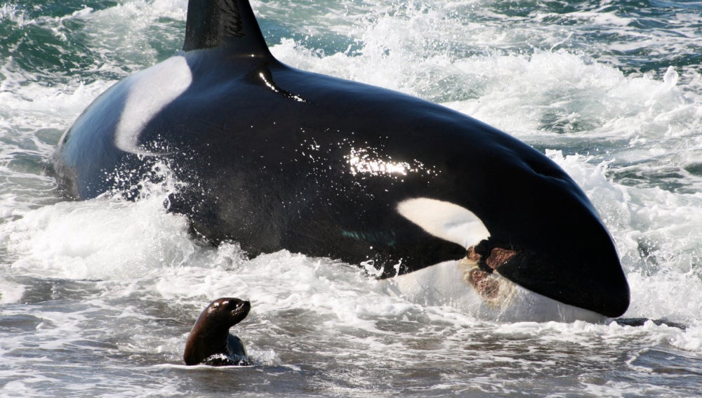 Orcas asesinas