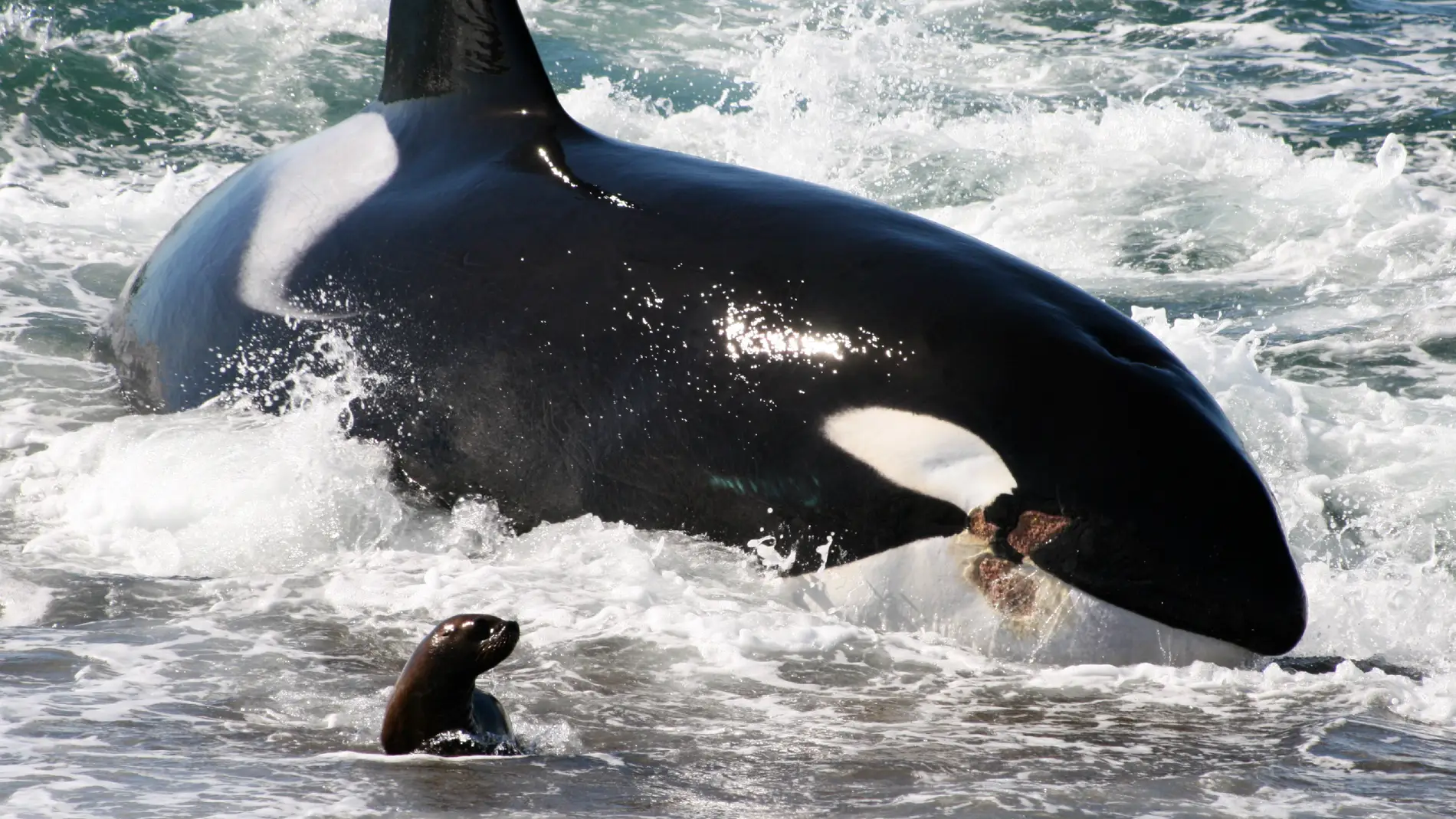 Orcas asesinas