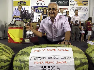 La sandía ganadora pesa 80,5 kilos La sandía ganadora pesa 80,5 kilos