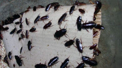 Qué hacer para combatir las plagas comunes de verano