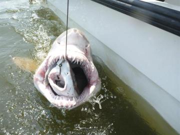 Momento de la captura del tiburón tigre de arena mientras engulle a un tiburón vitamínico