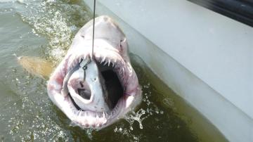 Momento de la captura del tiburón tigre de arena mientras engulle a un tiburón vitamínico