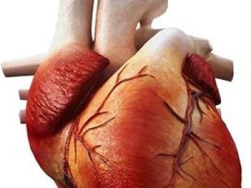 Recreación del corazón humano