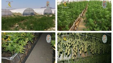 Incautadas en Murcia 14.000 plantas de marihuana